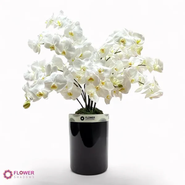 Pristine White Phalaenopsis - Image 2