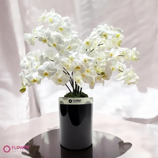phalaenopsis